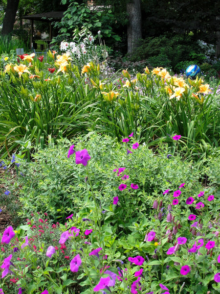 Petunias | Vego Garden