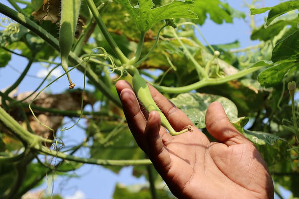 Urban gardening | Vego Garden