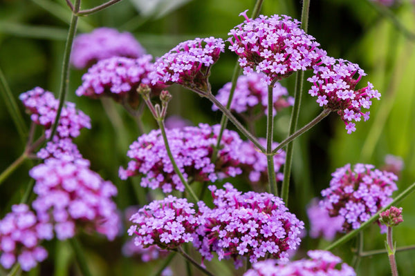 Verbena National Plant a Flower Day | Vego Garden