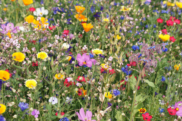 Wildflowers add beauty to any gardeners meadow haven | Vego Garden