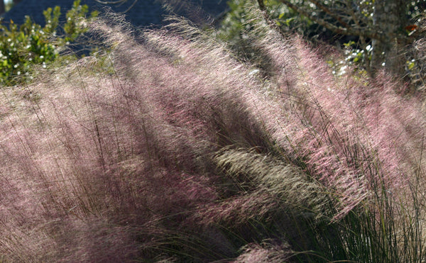 Wild ornamental grasses turn a gardener's yard into a peaceful haven | Vego Garden