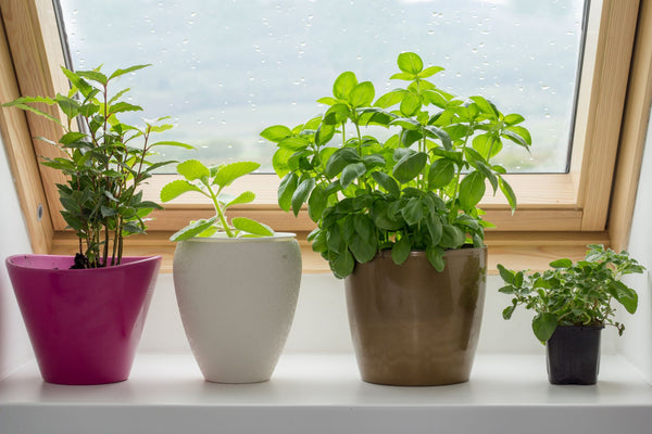 Windowsill Herb Garden | Vego Garden