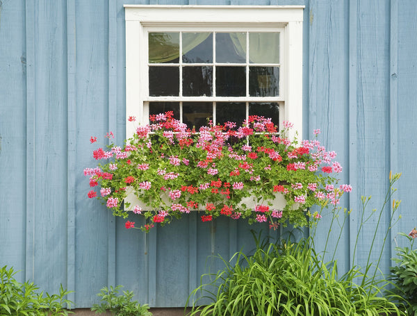 Window Flower Garden | Vego Garden