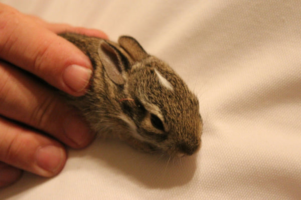 There is a way to have beans and bunnies in the garden | Vego Garden