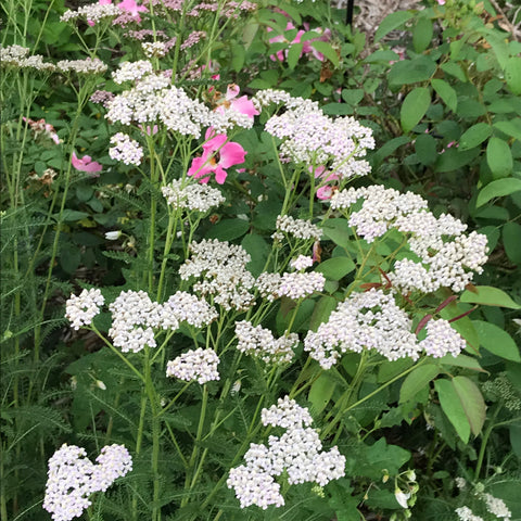 Excellent Medicinal Plants for Beginners - Yarrow
