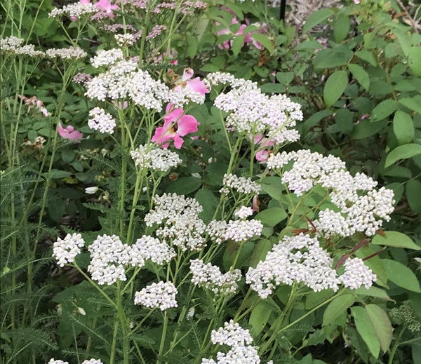 Yarrow is a wonderful flower with some medicinal traits | Vego Garden
