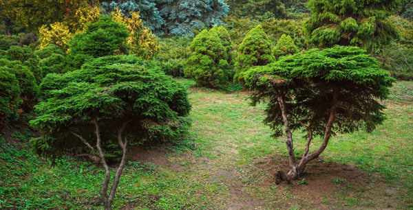 Yew trees | Vego Garden