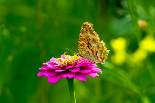 Zinnias are vibrant and attract pollinators | Vego Garden