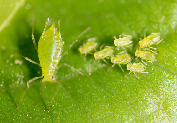 Aphids cand be pesky pests on lettuce leaves grown in the garden | Vego Garden