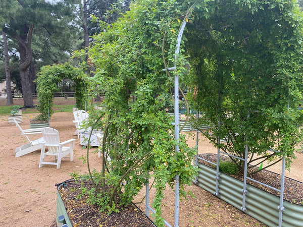 Arched trellis walkway | Vego Garden