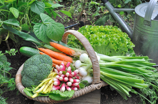 A bountiful vegetable harvest | Vego Garden