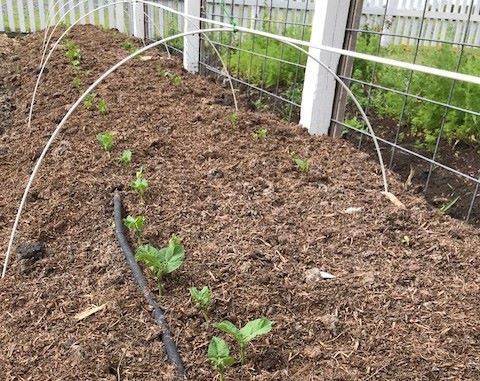 Beans and hoops for rabbit patrol in the garden | Vego  Garden