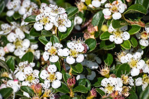 Bearberry cotoneaster for gardening layers | Vego Garden