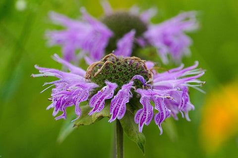 beebalm