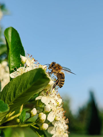 bees