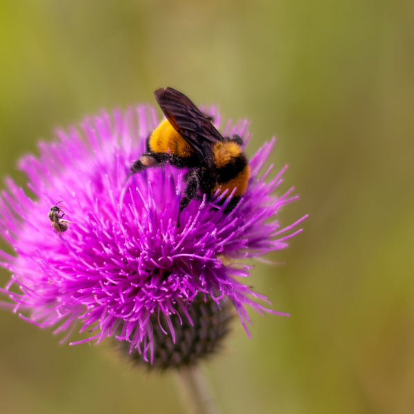 Bee pollinator | Vego Garden