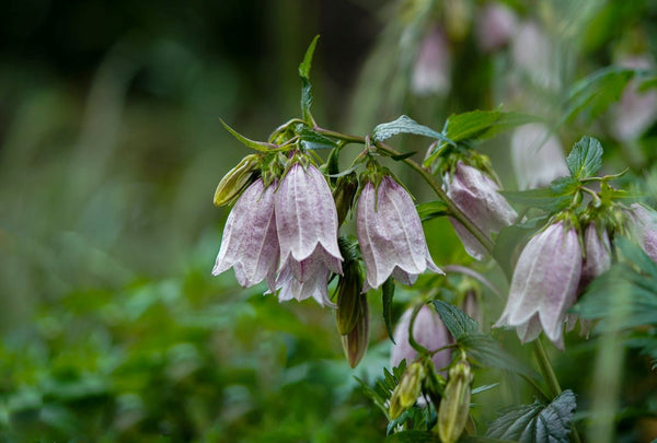 Top 6 Flowers to Plant and Harvest in Spring | Vego Garden