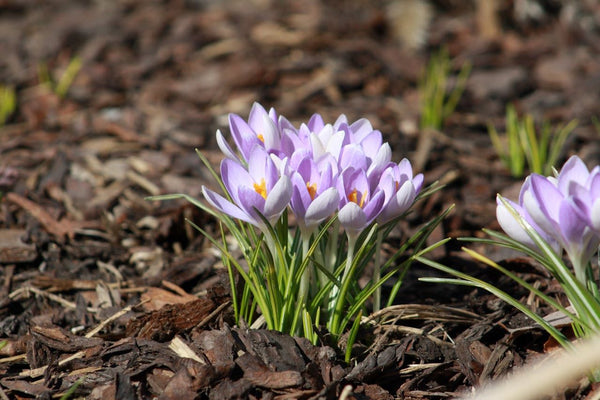 Proper fertilization leads to beautiful blooms in your garden | Vego Garden