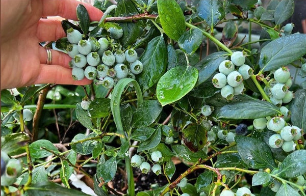 Blueberries in a spring garden | Vego Garden