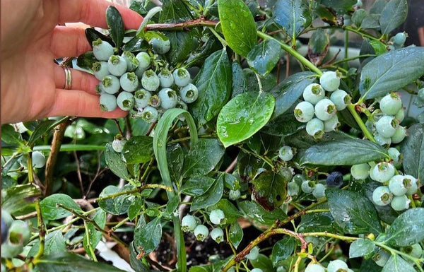 Blueberries thrive in the garden with harvested rainwater | Vego Garden