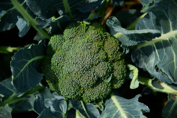 Tips to Grow Broccoli at Home | Vego Garden