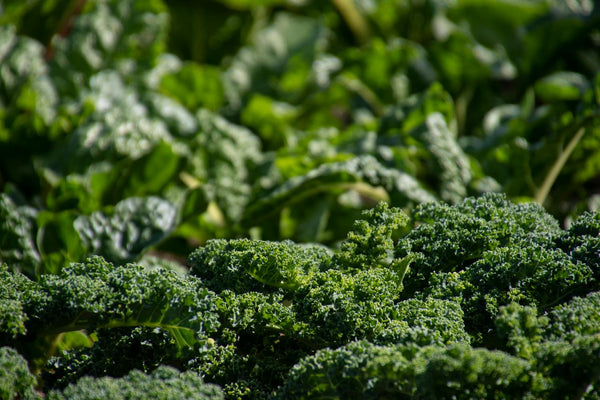 Tips to Grow Broccoli at Home | Vego Garden
