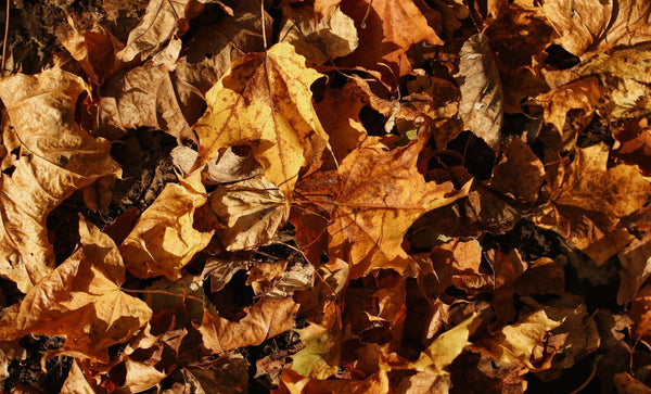 Pile of brown leaves | Vego Garden