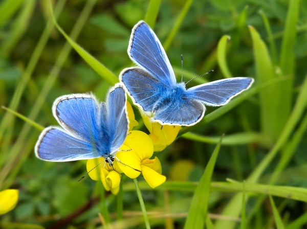 Butterflies for wildlife haven gardening | Vego Garden