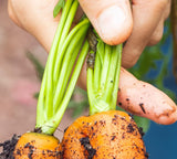 Carrot tops are NOT meant for juicing |Vego Garden