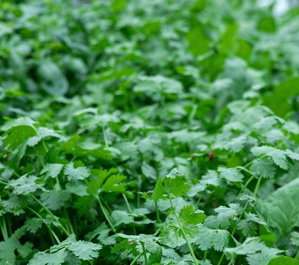 Cilantro is a companion plant that attracts beneficial insects and deters pests | |Vego Garden