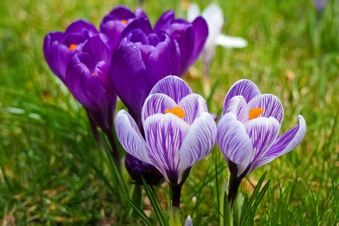 crocus