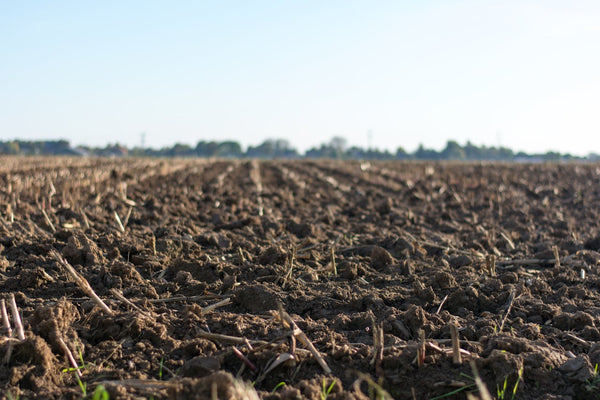 Crop rotation encourages optimal soil health | Vego Garden