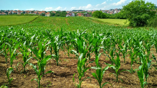 Healthy soil, healthy harvest | Vego Garden