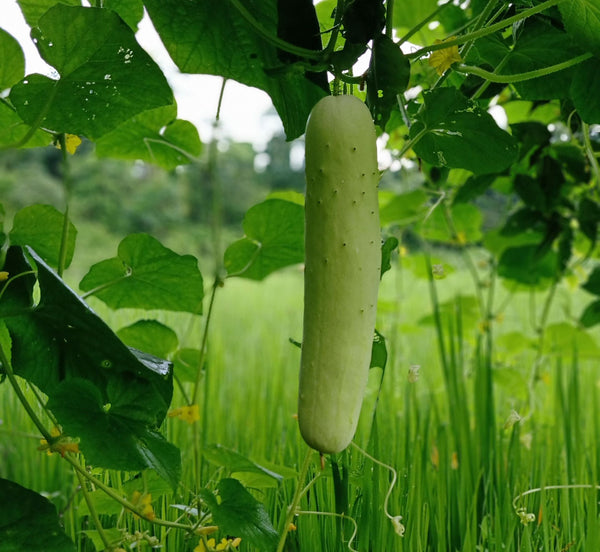 Cucumbers are heavy and do well with a trellis | Vego Garden