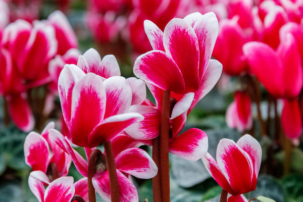 Heart-shaped Cyclamen for a perfect February bouquet | Vego Garden