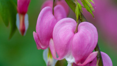 Early spring perennial