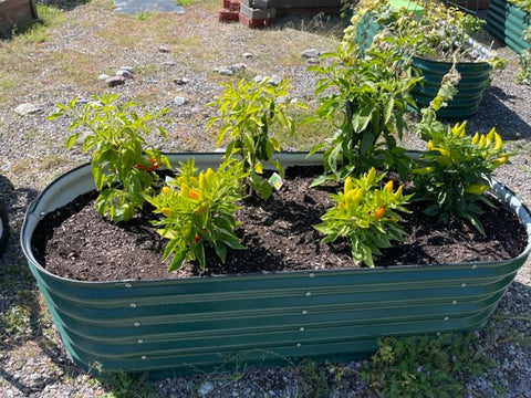 garden bed