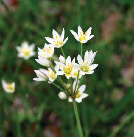 False garlic | Vego Garden