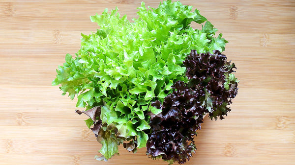 Fresh and colorful lettuces can be started indoors right now |Vego Garden