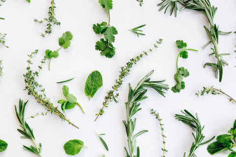 Herbs for Beginners