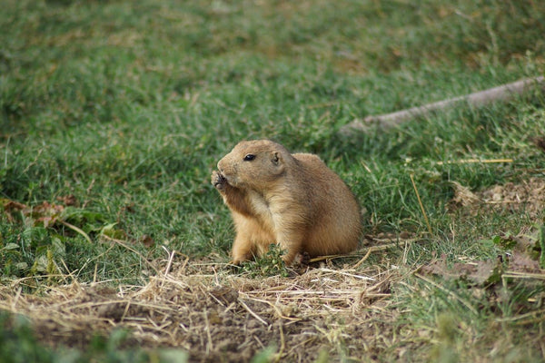 Get Rid of Gophers in Your Garden | Vego Garden