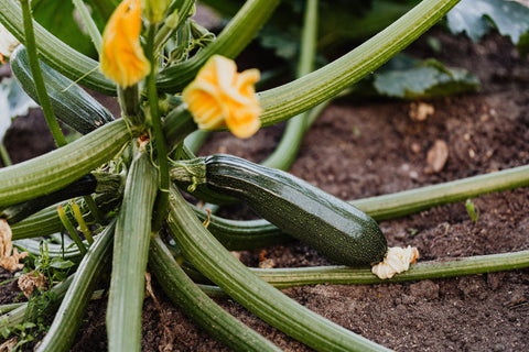 growing veggies