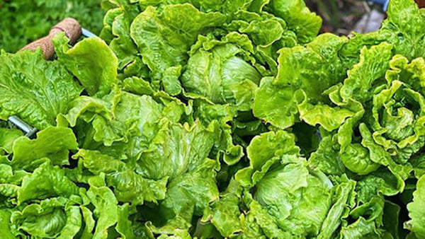 How to Grow and Harvest Lettuce | Vego Garden