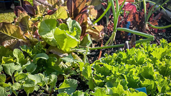How to Grow and Harvest Lettuce | Vego Garden