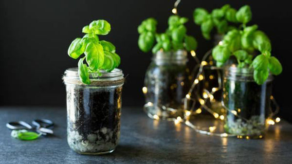 How to Grow Basil | Vego Garden