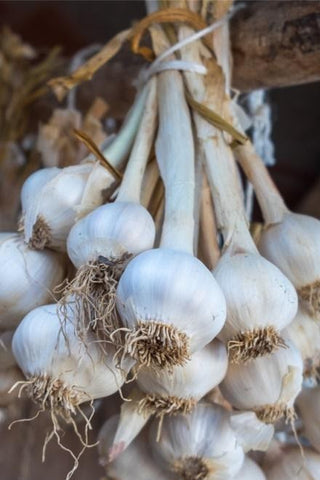 How to Grow Garlic | Vego Garden
