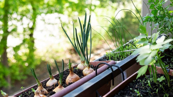 February Texas Gardening Checklist | Vego Garden