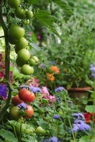 How to Grow Tomatoes | Vego Garden