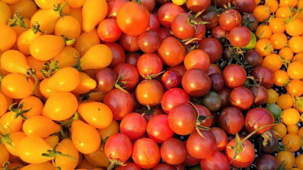 How to Grow Tomatoes | Vego Garden
