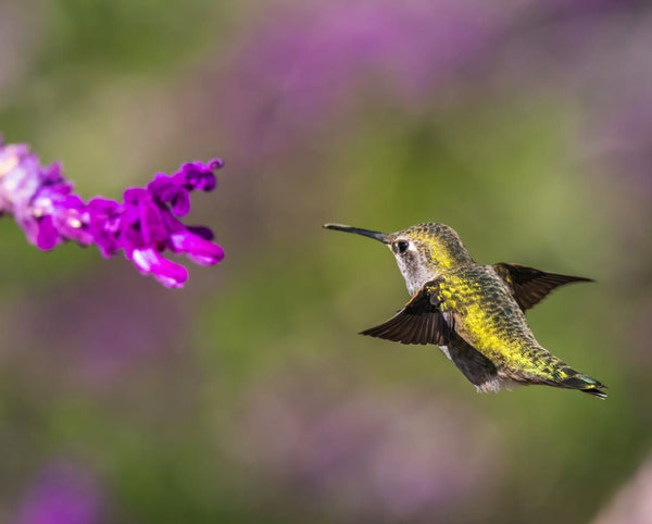 Attract hummingbirds to your garden | Vego Garden
